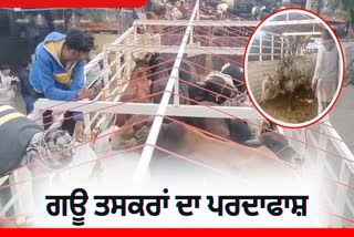 COW SMUGGLER ARRESTED IN MOGA