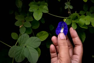 CLITORIA TERNATEA BENEFITS  ശംഖുപുഷ്‌പം പരിപാലനം  CLITORIA TERNATEA FLOWERING TIPS  ശംഖുപുഷ്‌പം ഔഷധഗുണം