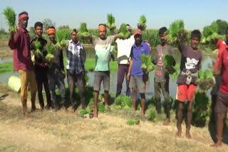 Male Migrant Laborers Planting Rice