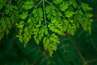 NUTRITION IN MORINGA LEAVES