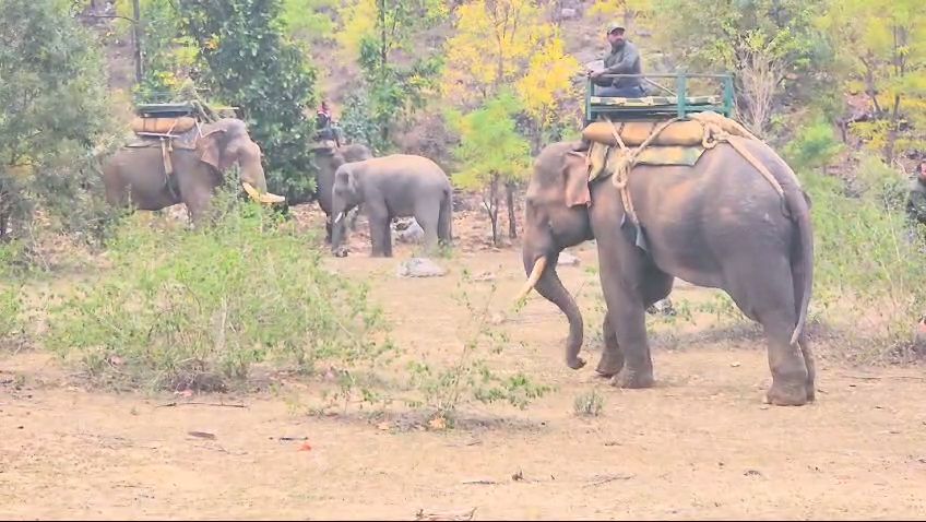 MP EXPERIMENT STUDY ON ELEPHANTS