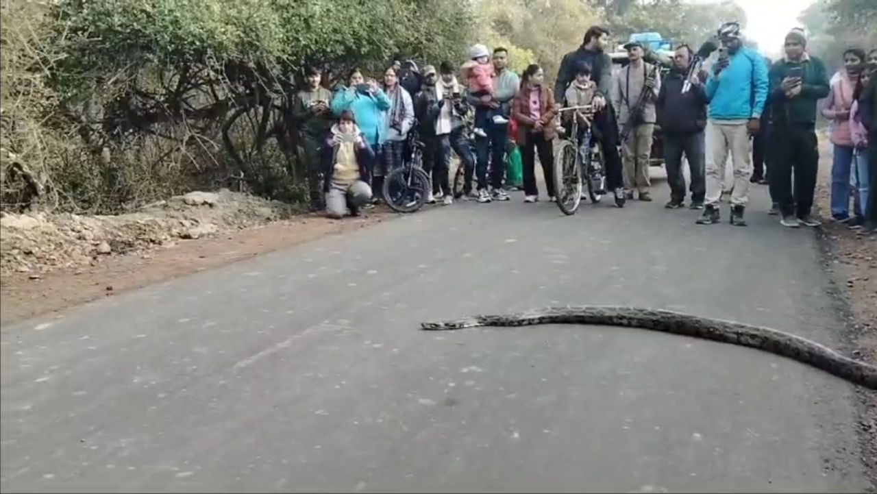 python sunbathing