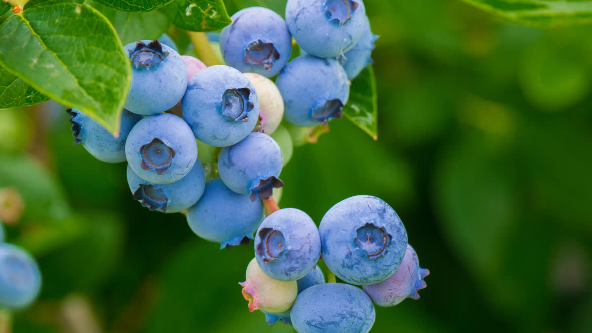 Blueberries (File Photo)