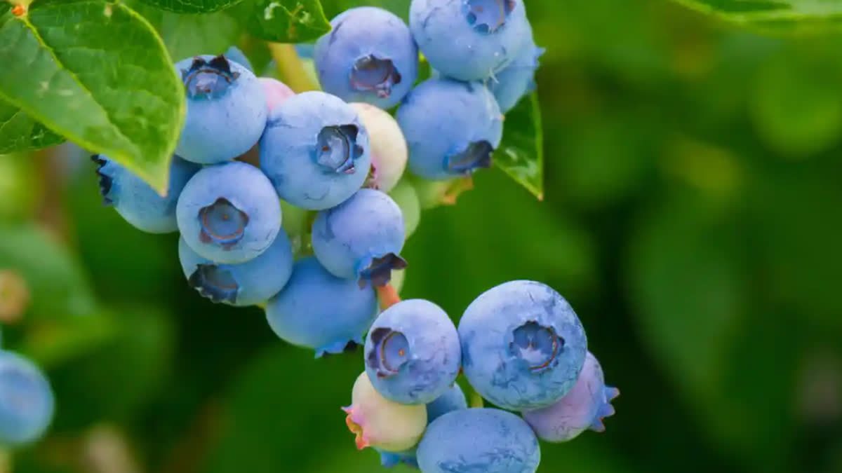 import duty on blueberries
