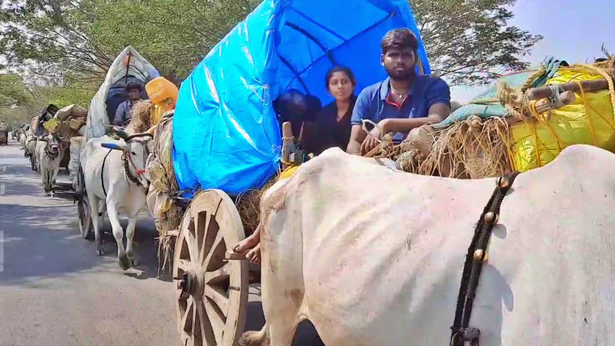 Bullock Cards Special Attraction in Medaram Jatara