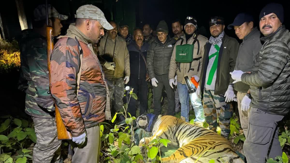 Tiger Tranquilized in Ramnagar