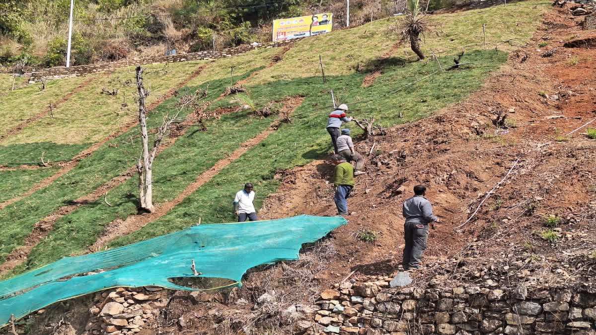 Carpet Grass Planted in Rudraprayag DM office