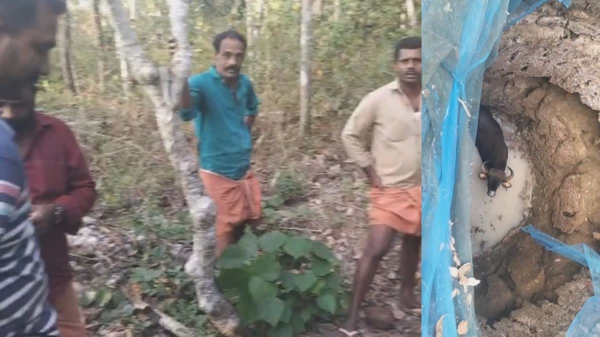 wild buffalo fell into the well The forest department കാട്ടുപോത്ത് കിണറ്റില്‍ വീണു വനംവകുപ്പ് വന്യമൃഗ ശല്യം