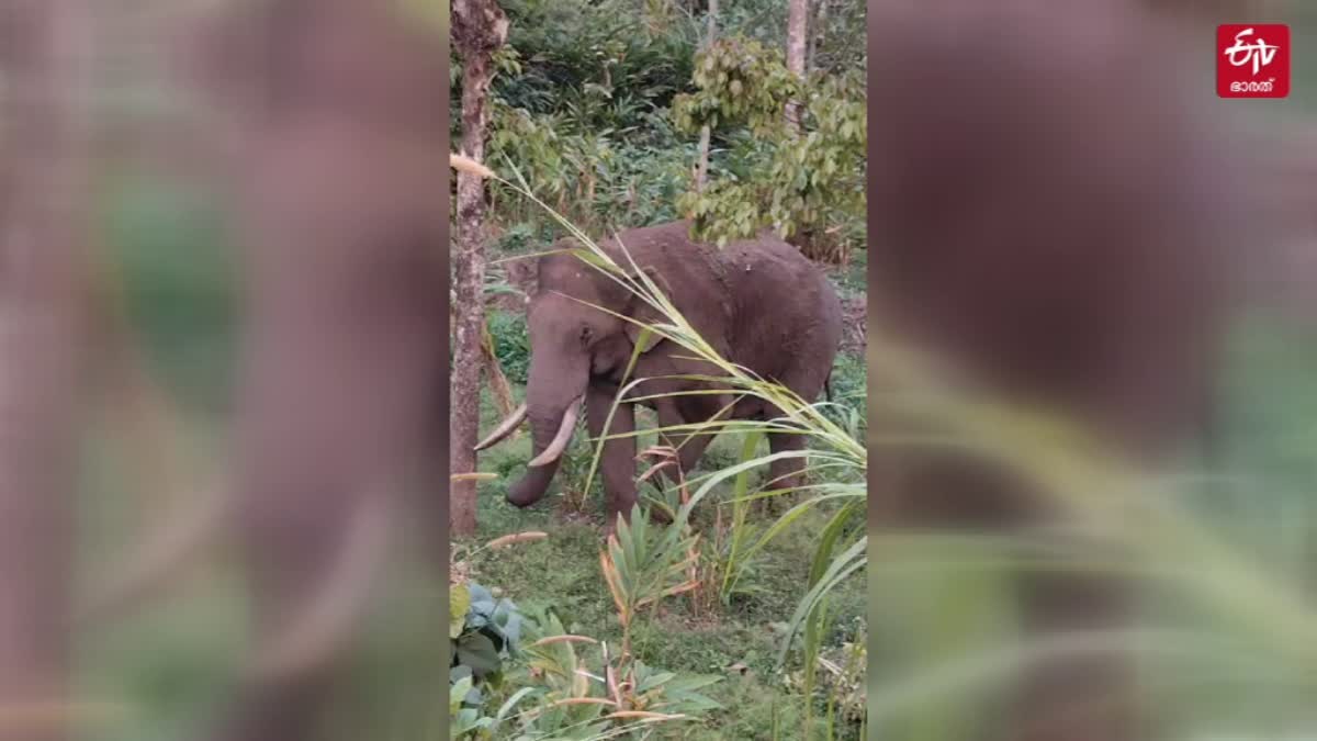 Chinnakkanal wild elephant  Complaints locals  ബിഎല്‍ റാമില്‍ കാട്ടാന ശല്യം  കാട്ടാനകളെക്കൊണ്ട് പൊറുതി മുട്ടി