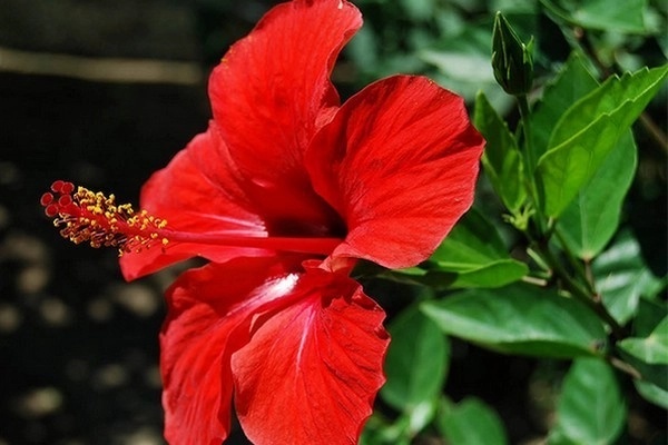 Hibiscus