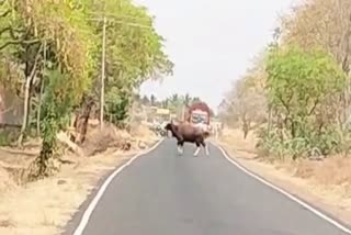 wild buffalo in Belagavi