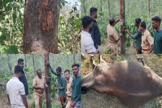 tiger attack idukki Vandiperiyar കടുവ ആക്രമണം ഇടുക്കി വണ്ടിപ്പെരിയാർ പശുവിന് പരിക്കേറ്റു