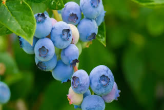 import duty on blueberries