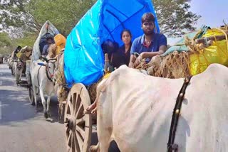 Bullock Cards Special Attraction in Medaram Jatara