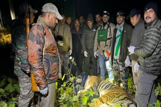 Tiger Tranquilized in Ramnagar