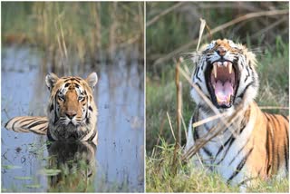 tadoba Tigers trending videos