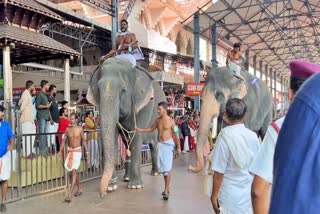 Guruvayur Anayottam  ഗുരുവായൂർ ആനയോട്ടം  Guruvayur Temple  ഗുരുവായൂർ ഗോപി കണ്ണന്‍  Guruvayur Temple