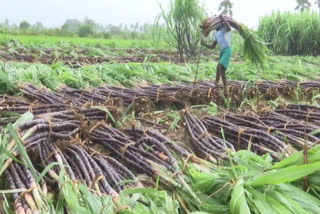 The government on Wednesday announced hiking the sugarcane FRP by Rs 25 to Rs 340 per quintal for the 2024-25 season starting October. Fair and Remunerative Price (FRP) is the minimum price that mills have to pay to sugarcane growers.