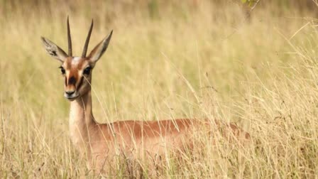 chinkara-breeding-centre-kutch-announcement-to-start-chinkara-breeding-center-after-cheetah-in-banni