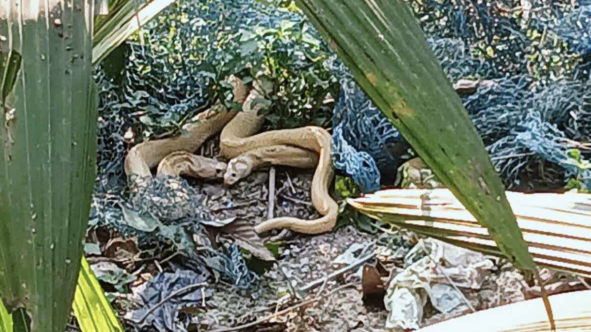 Cobra Snake Rescued From Net In Satyabadi Puri