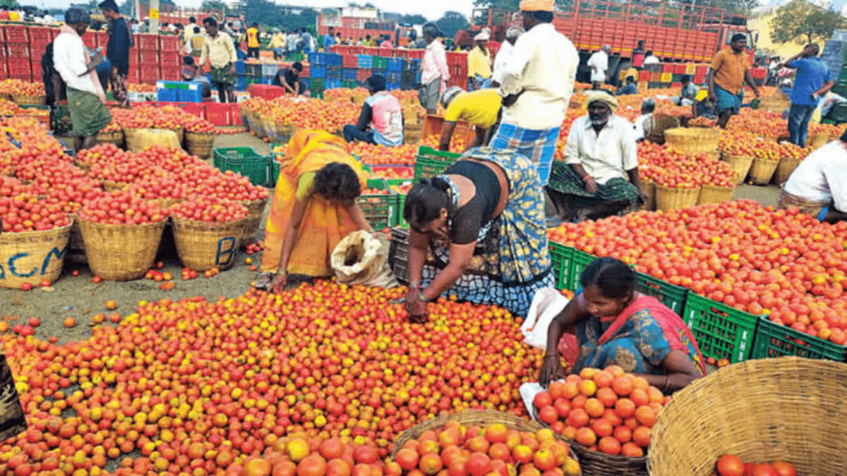 Good News to Tomato Farmers