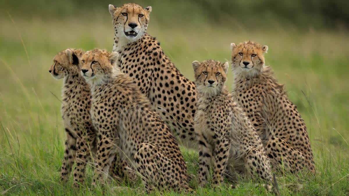 5 CHEETAHS RELEASED IN OPEN FOREST