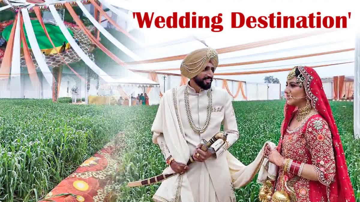 NRI COUPLE GETS MARRIED IN A PADDY FIELD TO SUPPORT FARMERS' PROTEST