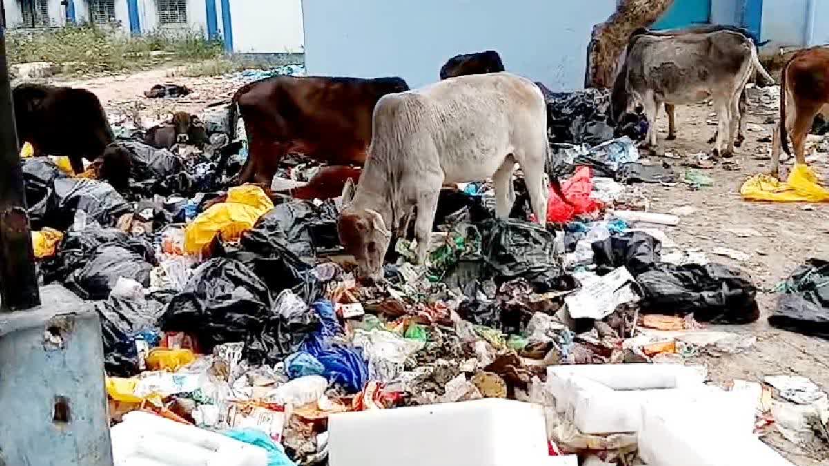 Cattle Feeding On Biomedical Waste Dumped At North Bengal Medical College and Hospital Premises