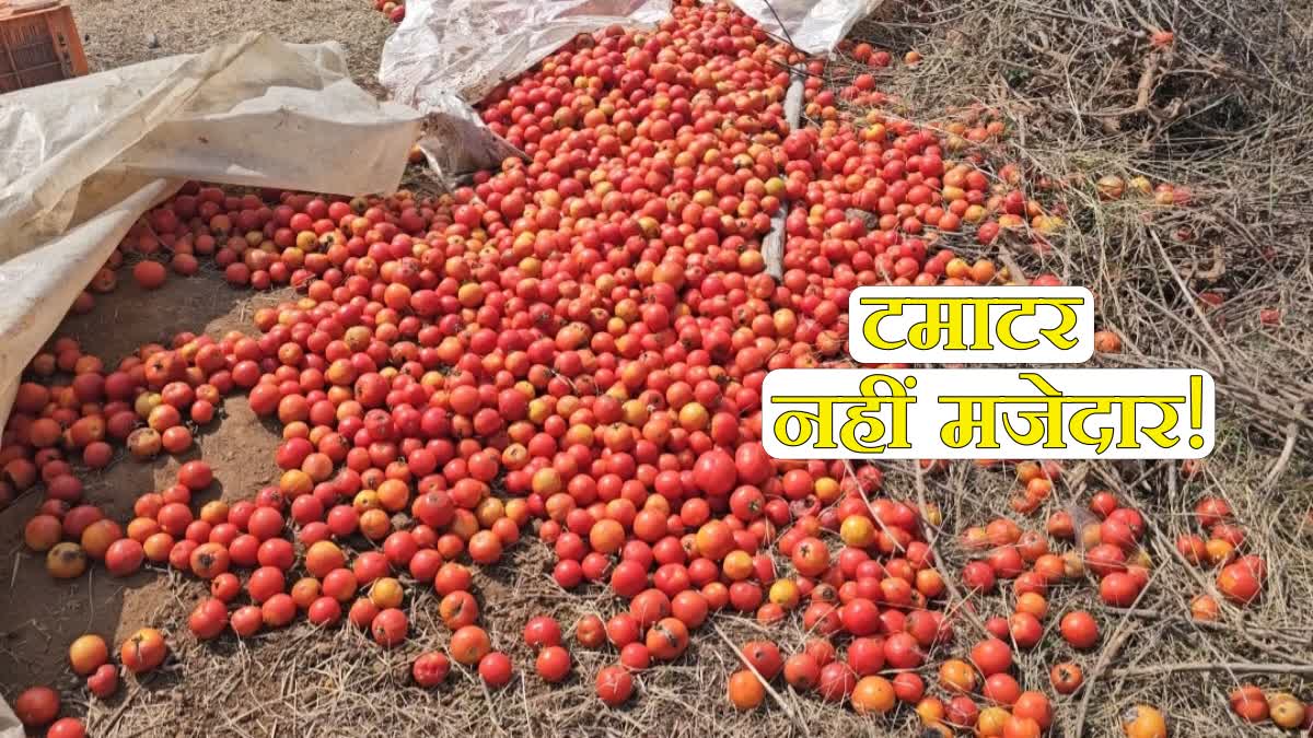 TOMATO CULTIVATION IN HAZARIBAG