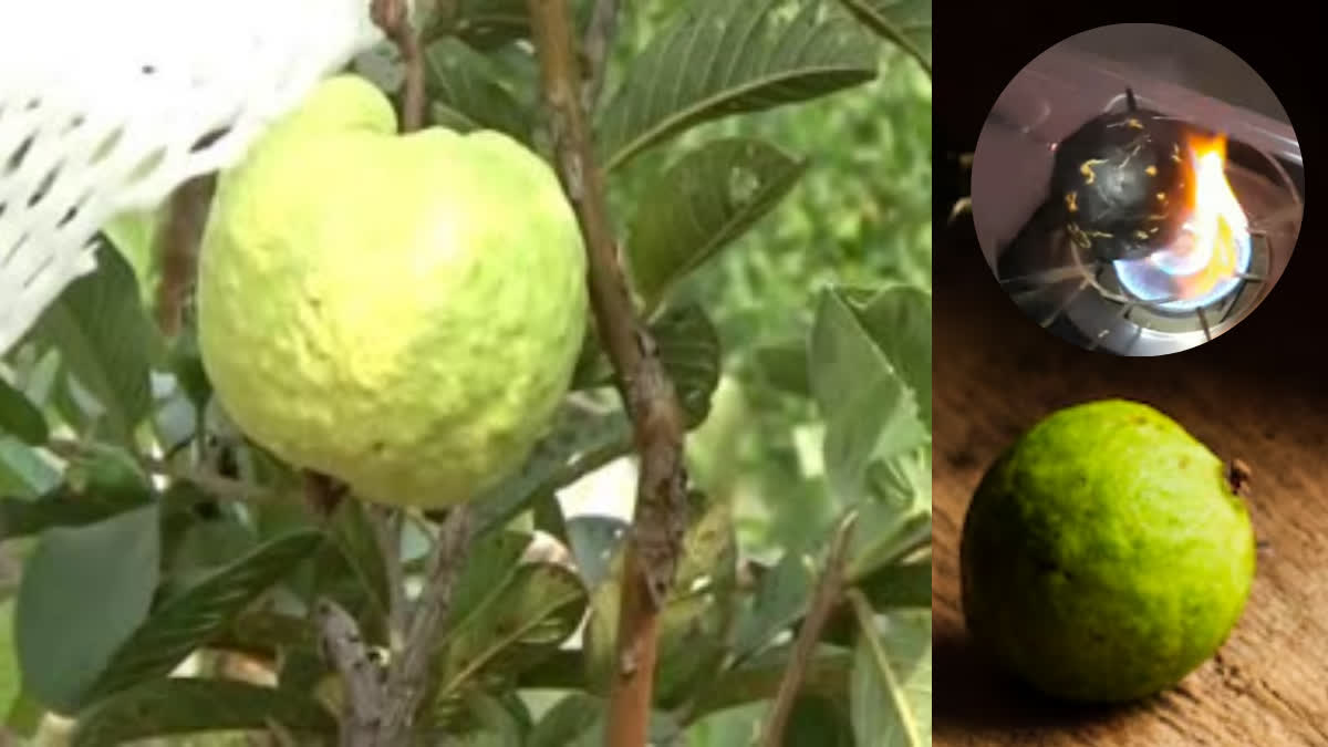 Bhuna amrood benefits Eating roasted guava will give you 8 amazing benefits