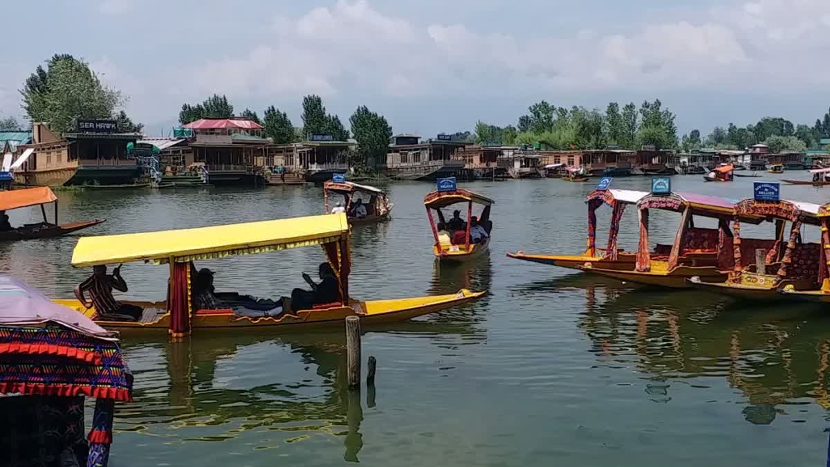 Shikaras float on the serene waters of Dal Lake in Srinagar