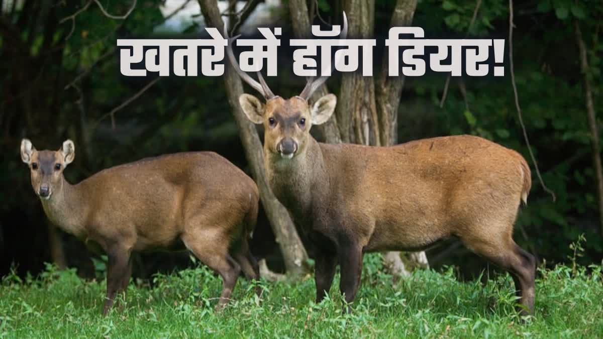 HOG DEER POPULATION decrease