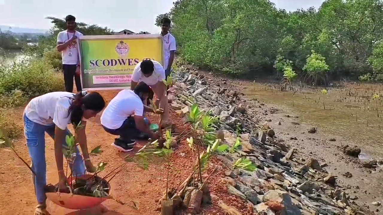 KARWAR  UTTARA KANNADA  ಕಾಂಡ್ಲಾ ಗಿಡಗಳ ಅಭಿವೃದ್ಧಿ  AGHANASHINI RIVER