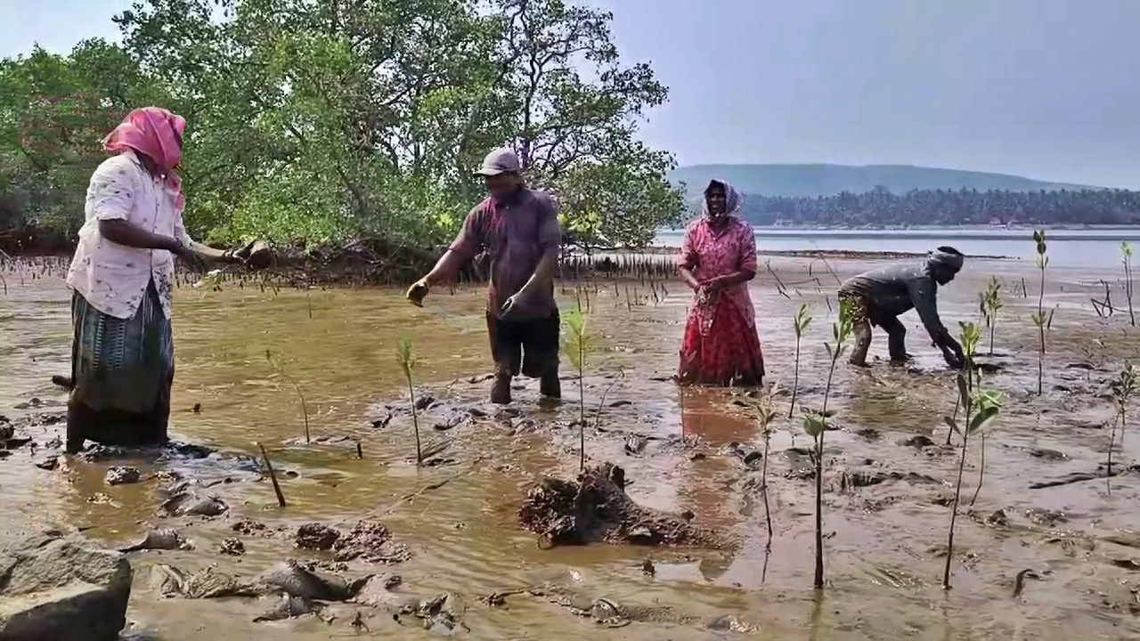 KARWAR  UTTARA KANNADA  ಕಾಂಡ್ಲಾ ಗಿಡಗಳ ಅಭಿವೃದ್ಧಿ  AGHANASHINI RIVER