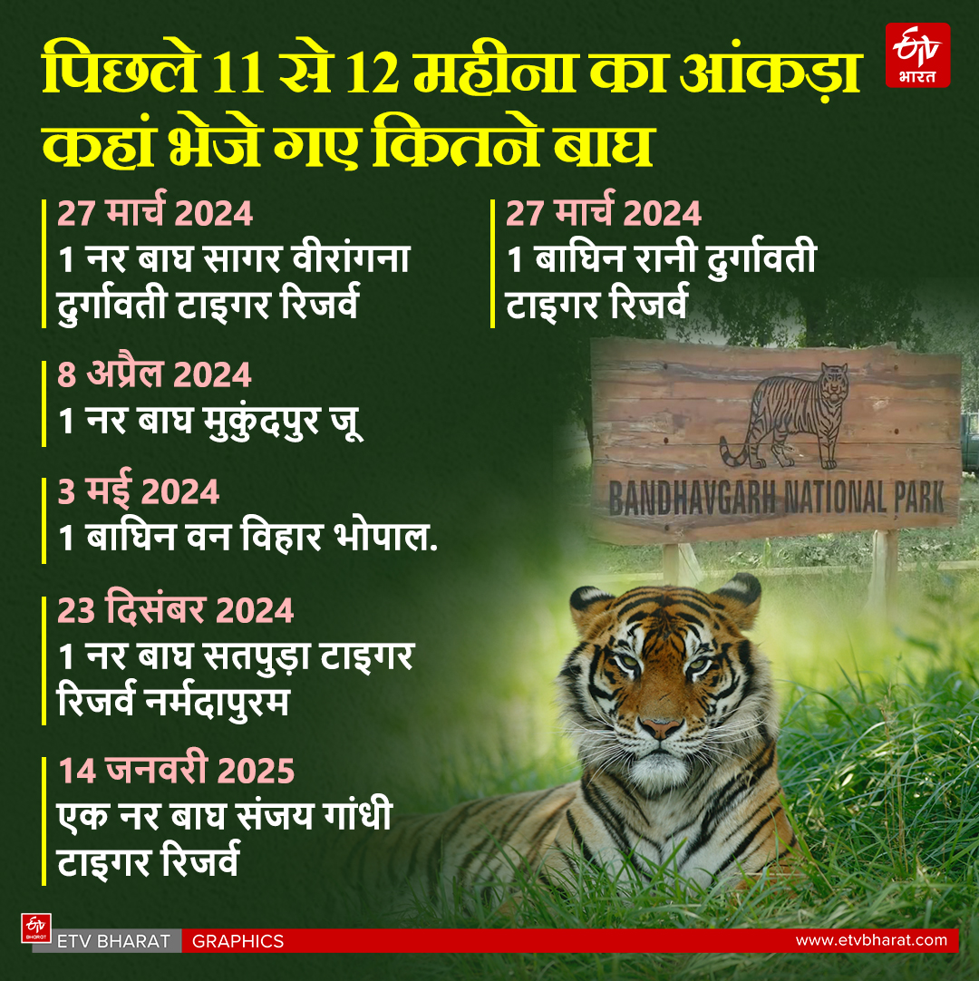 How many tigers in Bandhavgarh