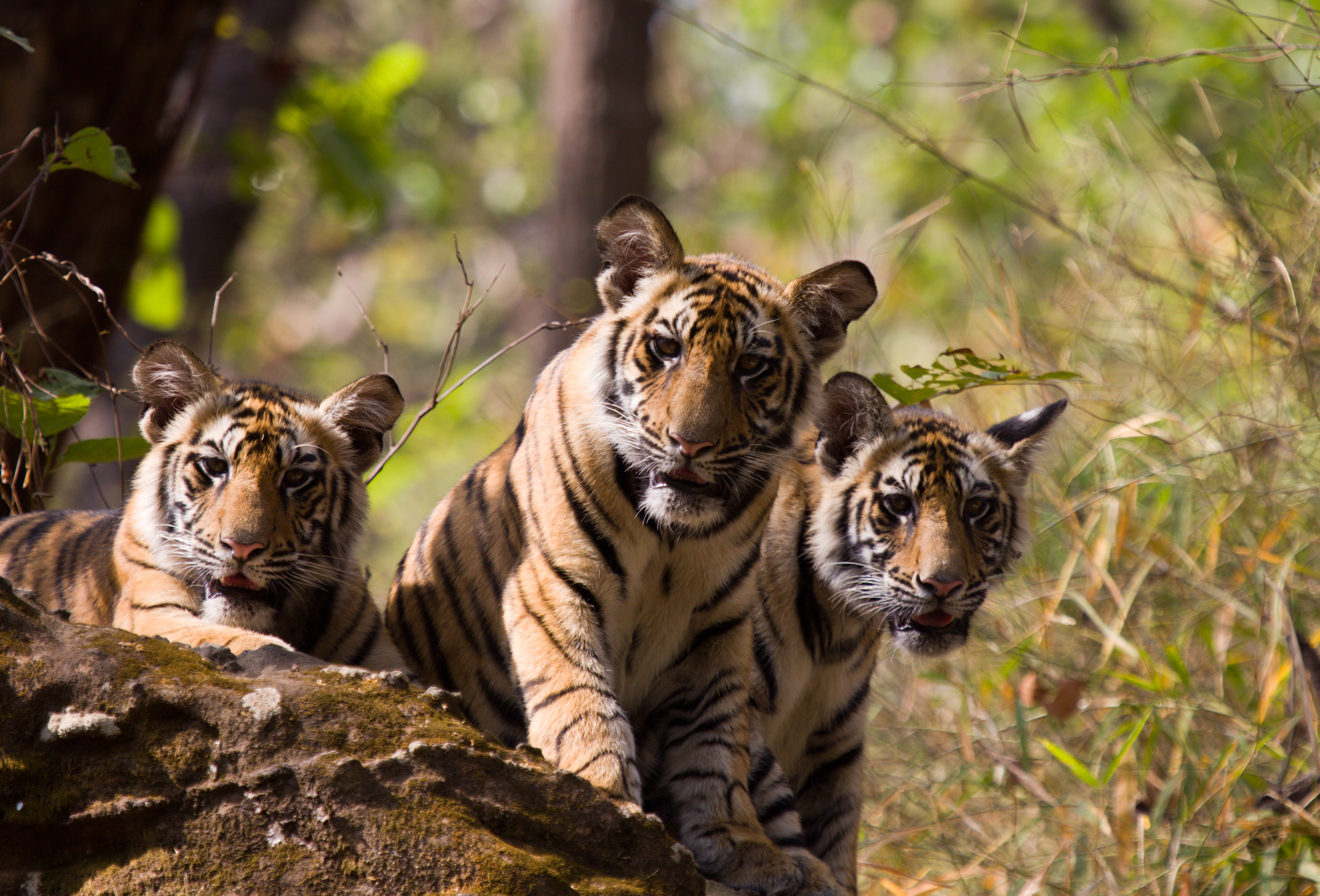 HIGHEST TIGERS IN BANDHAVGARH OF MP