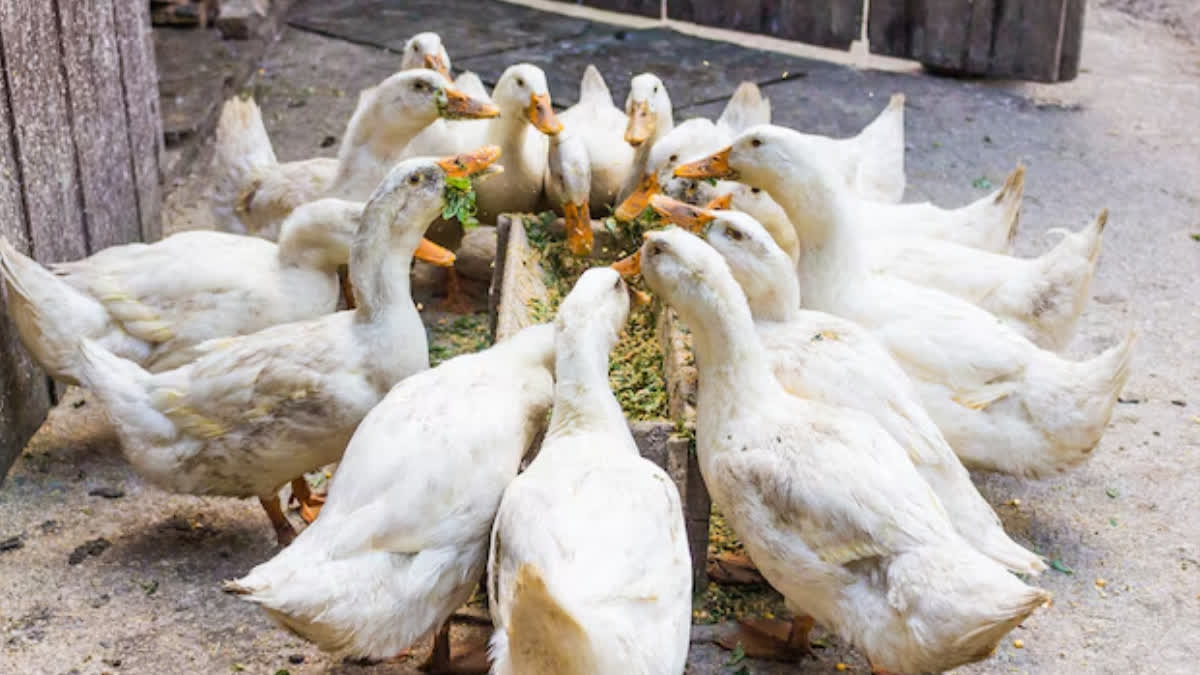 CHHINDWARA BIRD FLU CASE