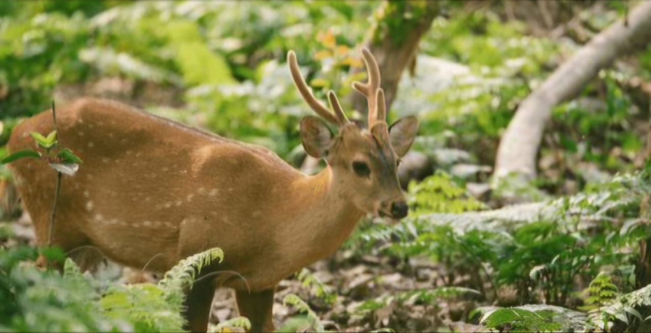 HOG DEER POPULATION decrease