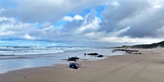 Dolphins Stranded on Remote Australian Beach