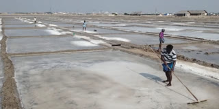 salt production in tamilnadu