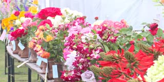 53rd annual Rose Festival begins in Chandigarh