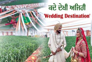 Ferozepur NRI Couple Marriage In Field