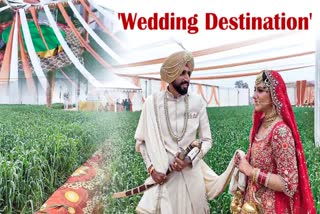 NRI COUPLE GETS MARRIED IN A PADDY FIELD TO SUPPORT FARMERS' PROTEST