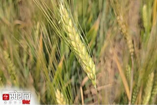 Quitting his job as a professor, he is earning lakhs of rupees from organic farming