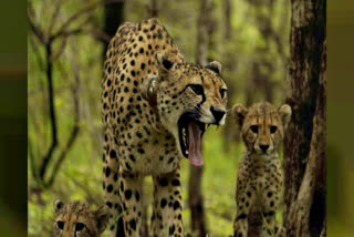 CM Yadav announces the release of five cheetahs at Kuno National Park, boosting tourism and biodiversity as 12 cheetahs will roam freely in the park.