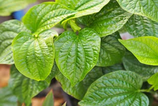 health_benefits_of_betel_leaves