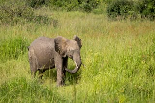 BABY ELEPHANT SKELETON IN UMARIA