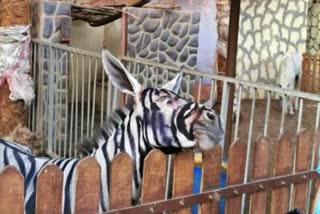 donket paint as Zebra