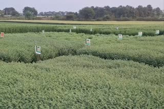 SAGAR CROP CAFETERIA 35 VARIETIES