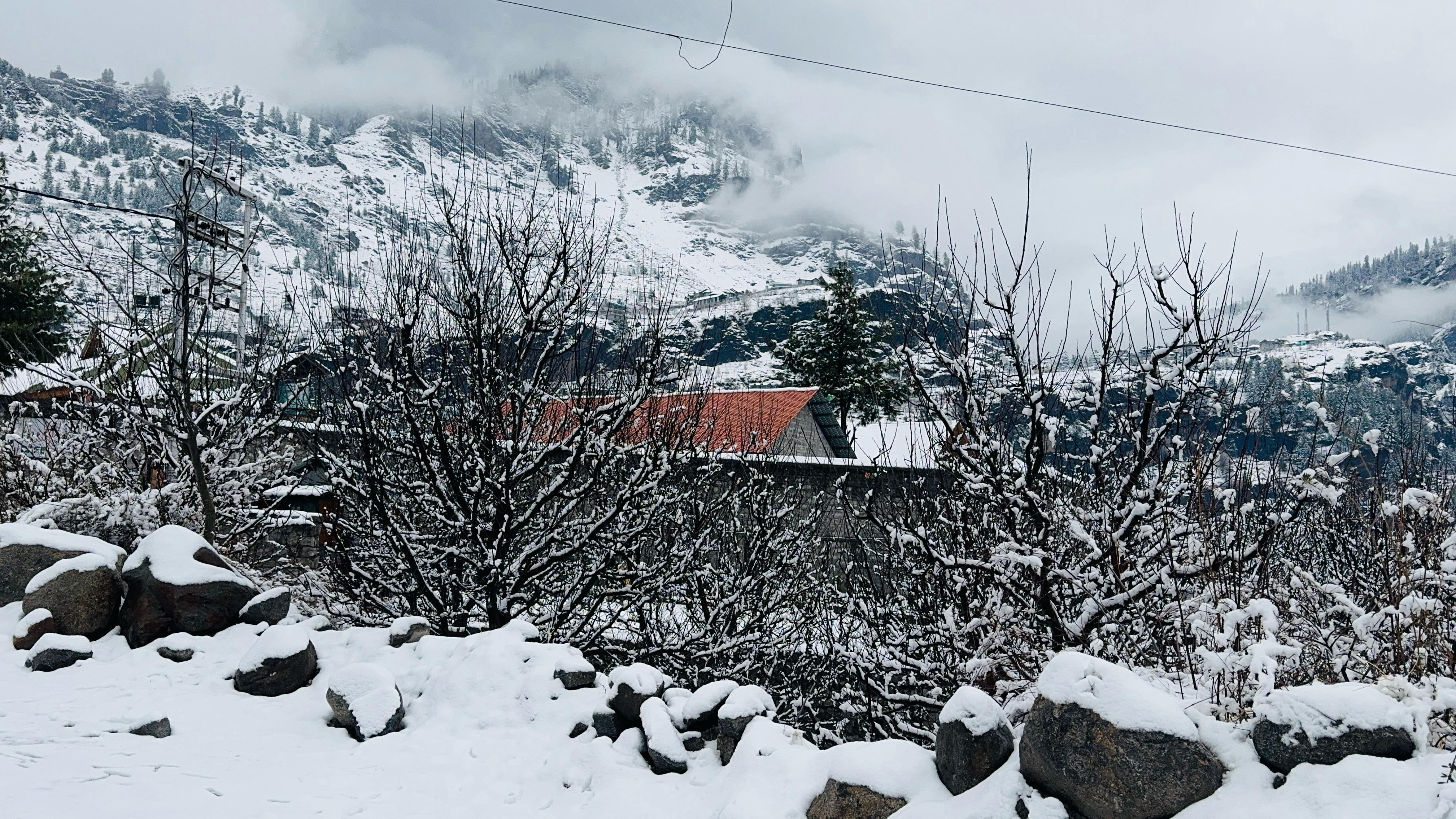 Himachal apple cultivation